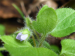 Hairy sepals and leaves