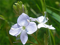 Heath speedwell