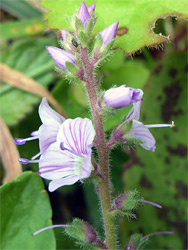 Veronica officinalis