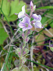 Flowers and fruit