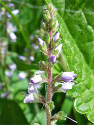 Vertical inflorescence