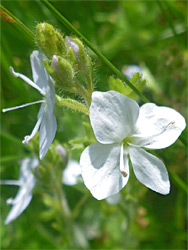 Flowers and buds