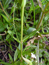 Stem and leaves