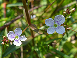Purple-veined flowers