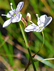 Two flowers