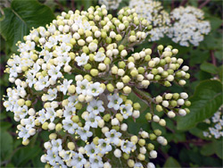 Viburnum lantana