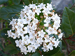 Inflorescence