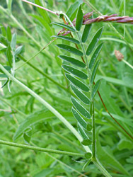 Compound leaf