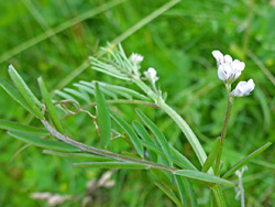 Flowers and leaves