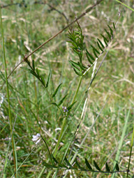 Slender stems