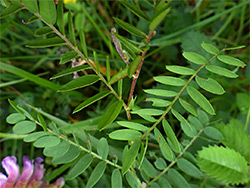 Pinnate leaves