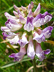 White-purple flowers