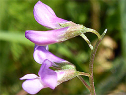 Vicia parviflora