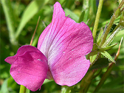 Pink petals