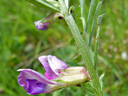 Stem and flowers