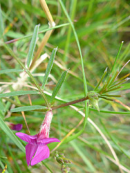 Flower and leaves