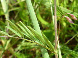 Buds and leaf