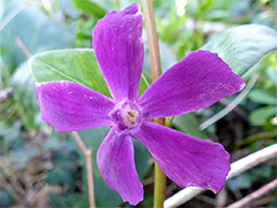 vinca petalled periwinkle