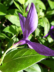 vinca lobes calyx periwinkle