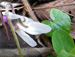 Hairy stem