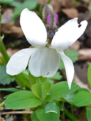White flowered variety
