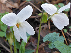 Pair of flowers