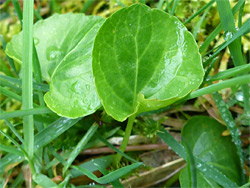 Leaves