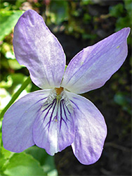 Pale purple flower