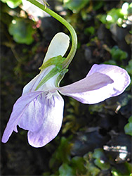 Sepals and petals