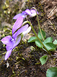 White spur