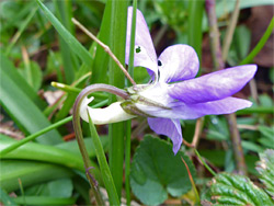 Pointed sepals