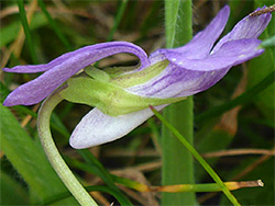 Common dog-violet