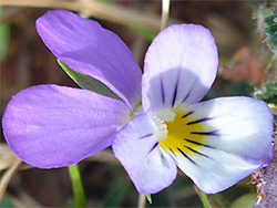 White-purple flower