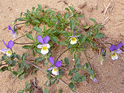 Group of flowers