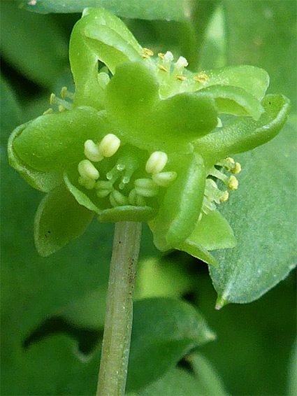 Inflorescence of adoxa moschatellina (moschatel), Dundry Slopes, Bristol