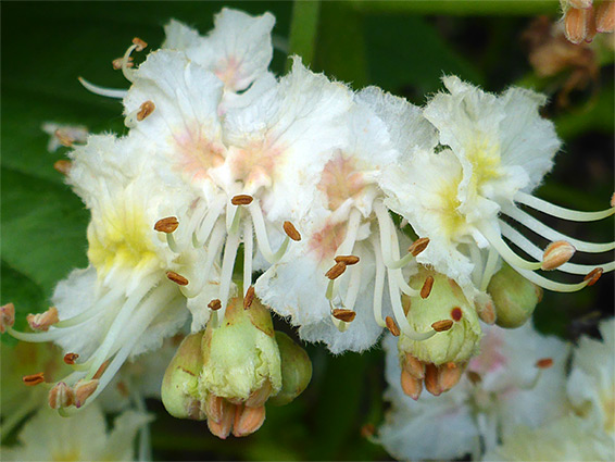Aesculus hippocastanum (horse chestnut), Bredon Hill, Worcestershire