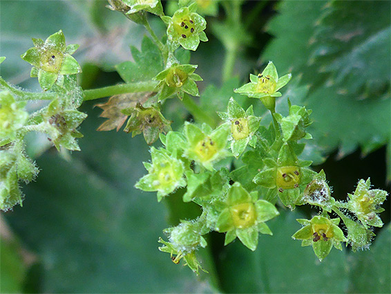 Alchemilla vulgaris (common lady's mantle), Craig Cerrig-Gleisiad, Powys