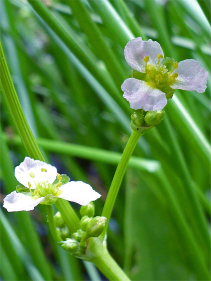 Lanceleaf water plantain (alisma lanceolatum), Badgeworth Nature Reserve, Gloucestershire