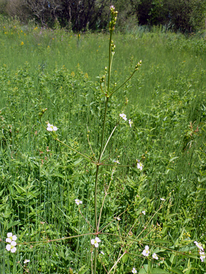 Slender, branched stem