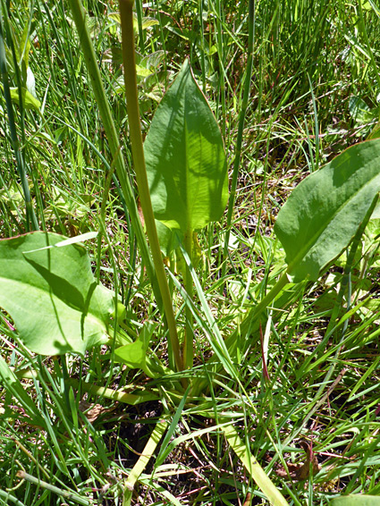 Basal leaves