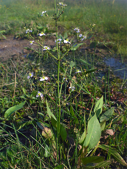 Branched stem