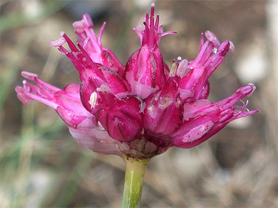 Round-headed leek (allium sphaerocephalon), Avon Gorge, Bristol