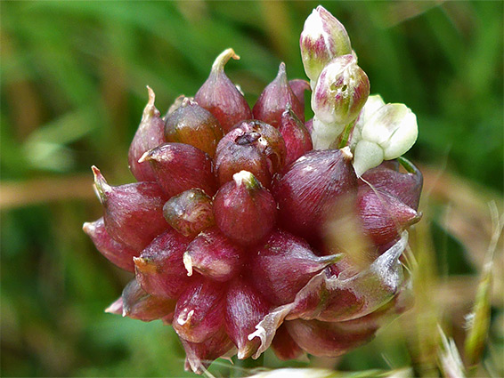 Wild onion (allium vineale), Clevedon Pill, Somerset
