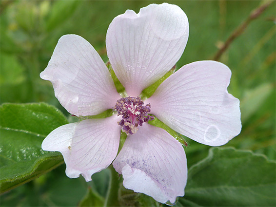 Althaea officinalis (marsh mallow), Goldcliff Pill, Newport