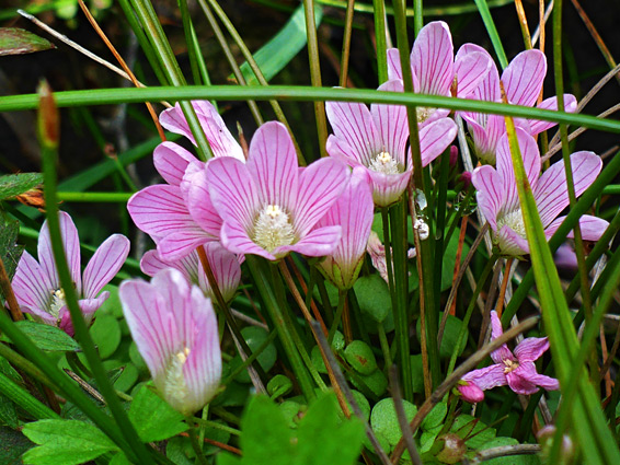 Anagallis tenella (bog pimpernel), Venn Ottery, Devon