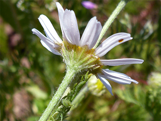 Sparsely hairy phyllaries