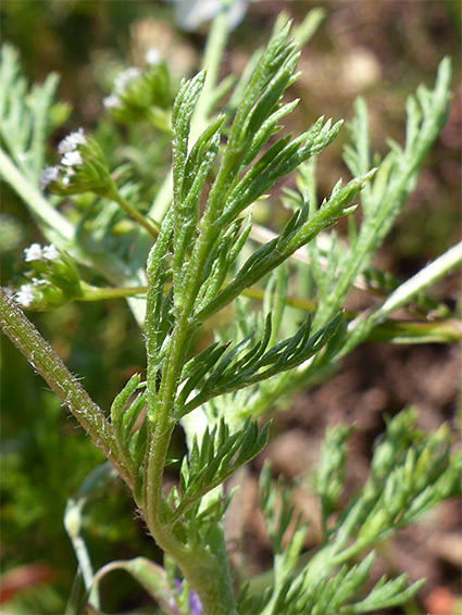 Finely divided leaves