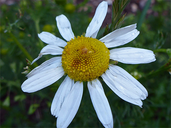 Stinking chamomile (anthemis cotula), Prescombe Down, Wiltshire