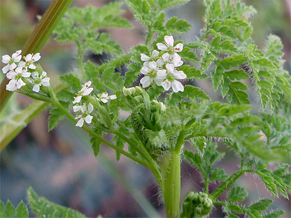 Anthriscus caucalis (burr chervil), Brean Down, Somerset