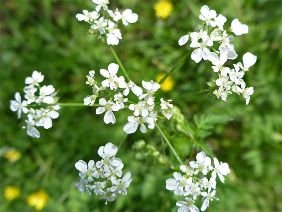 Compound umbel - flowers of cow parsley (anthriscus sylvestris), Hibbitts Woods, Dorset
